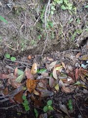 Orthetrum albistylum speciosum