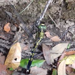 Orthetrum albistylum speciosum