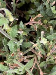 Chaenostoma decipiens