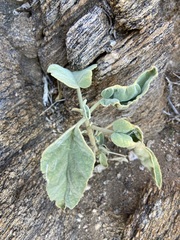 Horsfordia newberryi