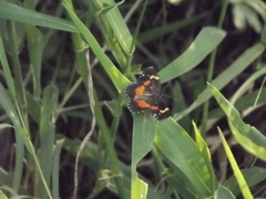 Chlosyne lacinia crocale