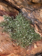 Chaenostoma decipiens