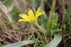 Gagea granatellii