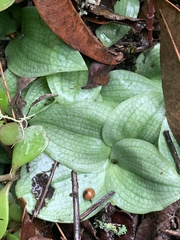 Habenaria trilobulata