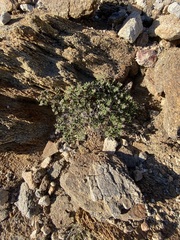 Euphorbia tomentulosa