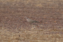 Streptopelia vinacea