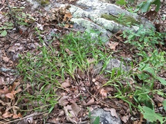 Liatris compacta