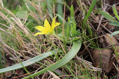 Gagea granatellii