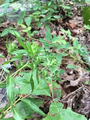 Liatris compacta