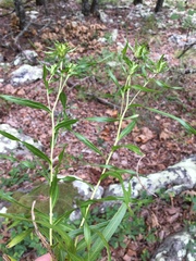 Liatris compacta