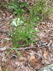 Liatris compacta