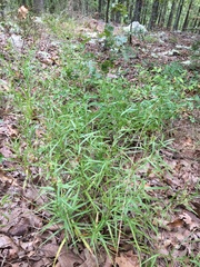 Liatris compacta