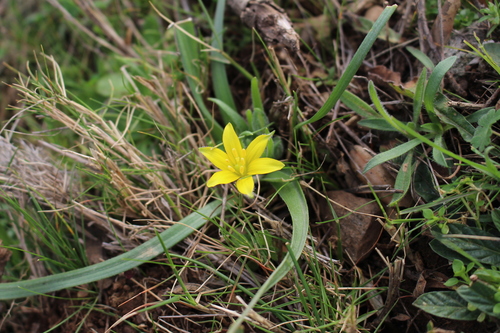 Image of Gagea granatellii by (c) Bastien Alegot, some rights reserved (CC BY)