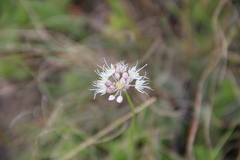 Allium saxatile