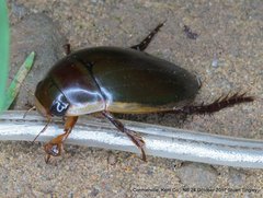 Dytiscus verticalis