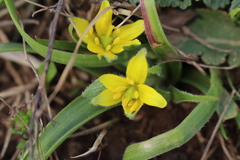 Gagea granatellii
