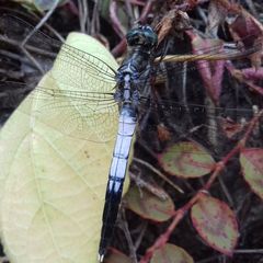 Orthetrum albistylum speciosum