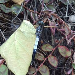 Orthetrum albistylum speciosum