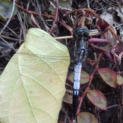 Orthetrum albistylum speciosum