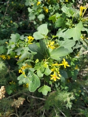 Ribes aureum gracillimum