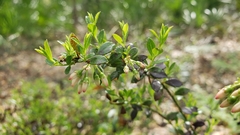 Vaccinium myrsinites image