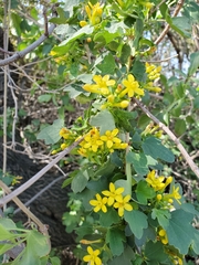 Ribes aureum gracillimum