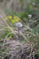 Allium pseudostrictum