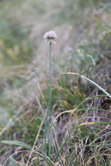 Allium pseudostrictum