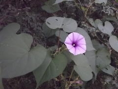 Ipomoea muricata