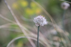 Allium pseudostrictum
