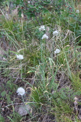 Allium pseudostrictum