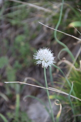 Allium pseudostrictum