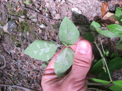 Macrosaccus morrisella