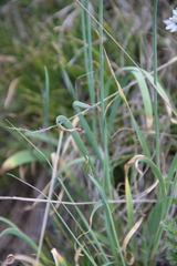Allium pseudostrictum