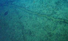 Microstomus bathybius