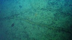 Microstomus bathybius