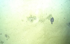 Microstomus bathybius