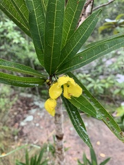 Acridocarpus natalitius natalitius
