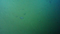 Microstomus bathybius