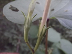 Ipomoea muricata