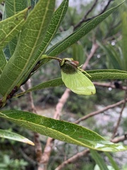 Acridocarpus natalitius natalitius