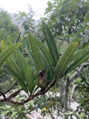 Acridocarpus natalitius natalitius
