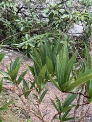 Acridocarpus natalitius natalitius