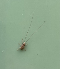 Arecopais spectabilis