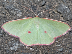 Chlorocoma cadmaria
