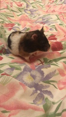 Mesocricetus auratus