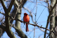Cardinalis cardinalis