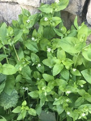 Stellaria media