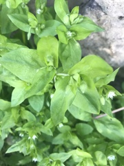 Stellaria media