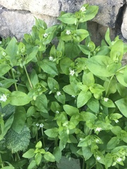 Stellaria media